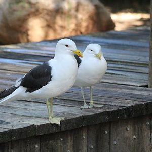 Kelp Gulls