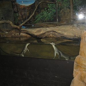 Merten's Water Monitor enclosure