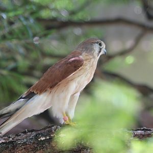 Nankeen Kestrel