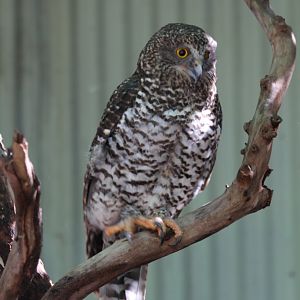 Powerful Owl