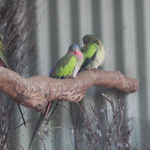 Princess Parrots