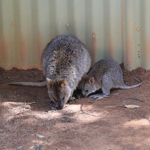 Quokka and joey