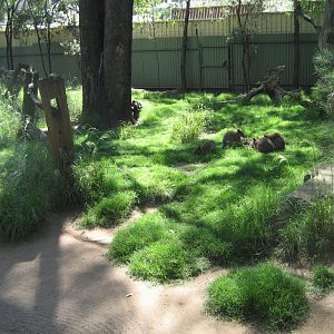 Quokka enclosure