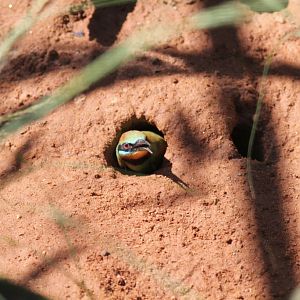 Rainbow Bee-eater in nesthole