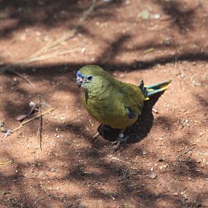 Rock Parrot