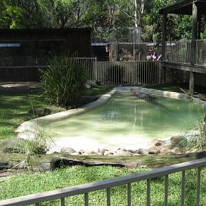 Saltwater Crocodile exhibit