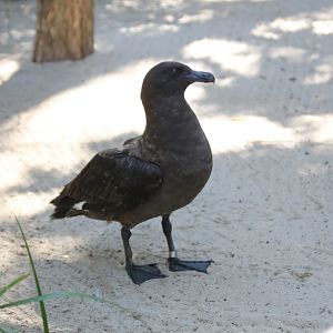 Skua