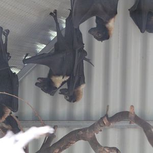 Spectacled Fruit Bats