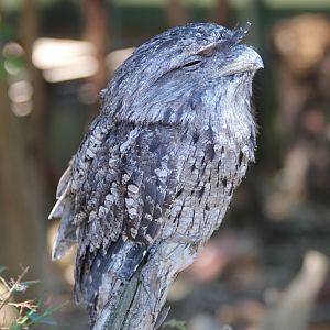 Tawny Frogmouth