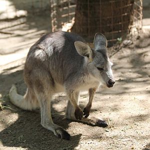Wallaroo female