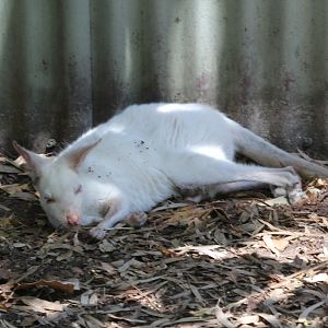 White Tammar Wallaby