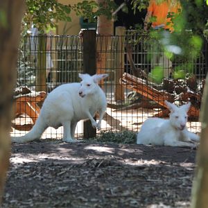 White Wallaroos
