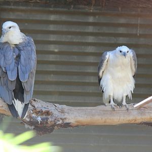 White-breasted Sea-eagles