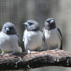 White-breasted Woodswallows