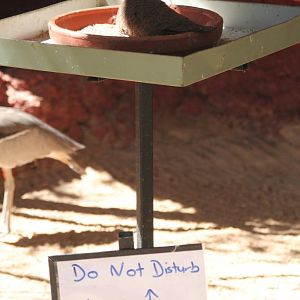 White-quilled Rock Pigeon