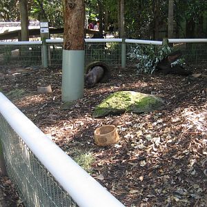 Common Wombat enclosure