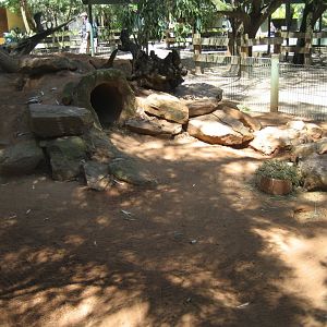 Hairy-nosed Wombat enclosure