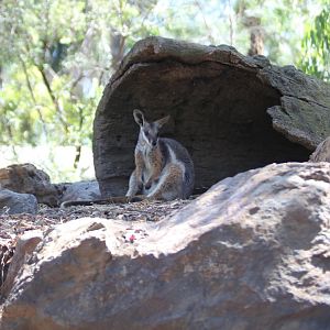 Yellow-footed Rock Wallaby