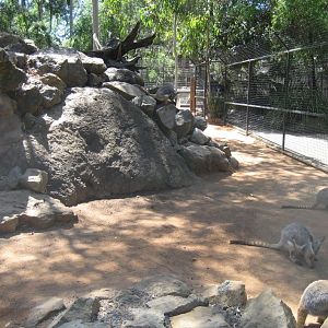 Yellow-footed Rock Wallaby enclosure