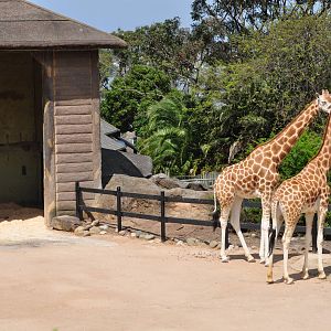 taronga zoo 2010