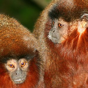 Red titi monkey; London Zoo; 16th January 2011