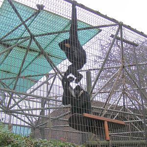 White-cheeked gibbons at London Zoo, 15 January 2011
