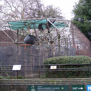 White-cheeked gibbon enclosure at London Zoo, 15 January 2011