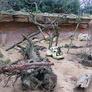 Meerkat enclosure at London Zoo, 15 January 2011