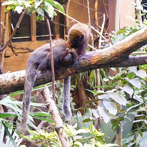 Red Titi Monkeys at London Zoo, 15 January 2011