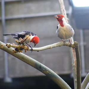 Pope Cardinals at London Zoo, 15 January 2011