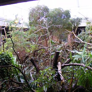 Clore Rainforest Lookout enclosure at London Zoo, 15 January 2011