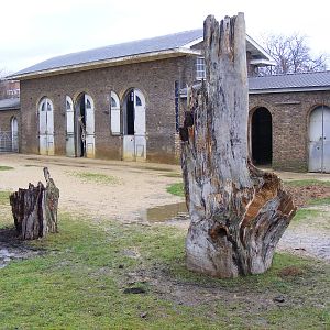 Giraffe enclosure at London Zoo, 15 January 2011