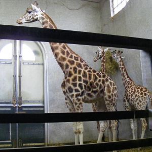 Giraffes at London Zoo, 15 January 2011