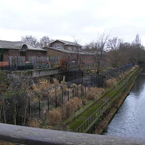 View of South Bank houses/enclosures at London Zoo, 15 January 2011