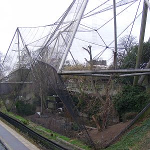 Snowdon Aviary at London Zoo, 15 January 2011