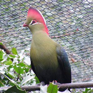 Fischer's Turaco at London Zoo, 15 January 2011