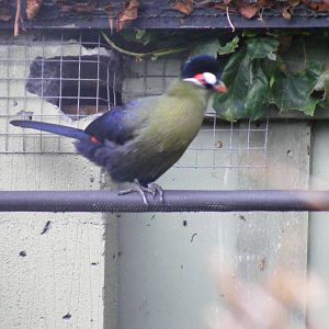 Hartlaub's Turaco at London Zoo, 15 January 2011
