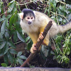 Black-capped squirrel monkey at London Zoo, 15 January 2011