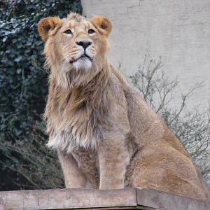 Max the Asiatic lion at London Zoo, 15 January 2011
