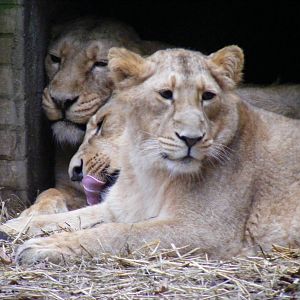 Abi, Max and Rubi the Asiatic lions at London Zoo, 15 January 2011