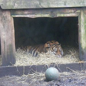 Sumatran tiger at London Zoo, 15 January 2011