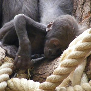 Baby gorilla at London Zoo, 15 January 2011