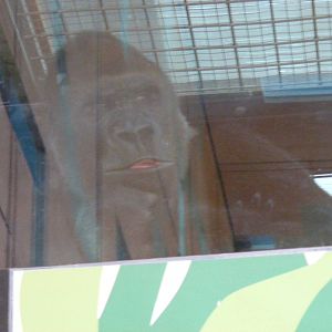 Kesho the gorilla at London Zoo, 15 January 2011