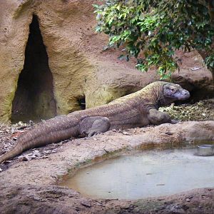 Raja the komodo dragon at London Zoo, 15 January 2011