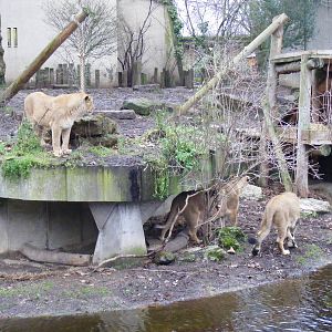 Rubi, Abi and Max the Asiatic lions at London Zoo, 15 January 2011