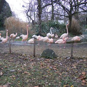 Greater flamingoes at London Zoo, 15 January 2011
