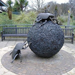 Dung beetle statue at London Zoo, 15 January 2011