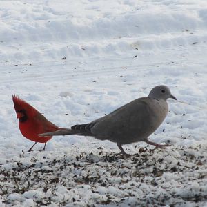 Cardinal and Mourning Dove