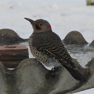 Common Flicker