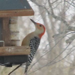 Woodpecker